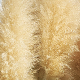 パンパグラスの写真